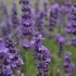Lavandula angustifolia 'Silver Blue' -- Lavendel